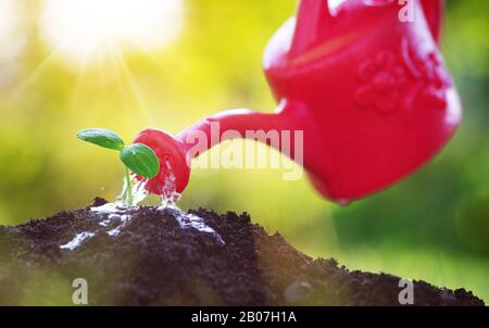 Wasser Tropfen fallen auf Neuen an einem sonnigen Tag im Garten sprießen im Sommer Stockfoto