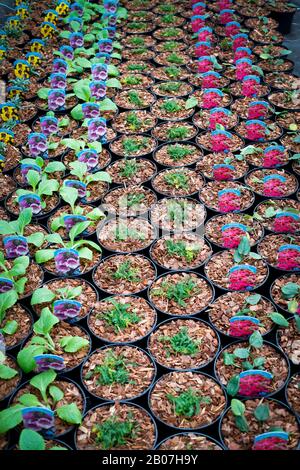 Cardiff, GROSSBRITANNIEN, 10. Februar 2020. Die "Secret Garden Nurseries" von Bute Park arbeiten an der Anpflanzung und dem Vergossen von Pflanzen, die verkauft werden sollen. Kredit: Megan Ellis. Stockfoto