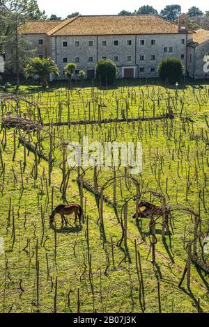 Weinberg der Montecassino Abbey, während des zweiten Weltkriegs zerstört Stockfoto