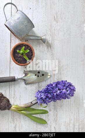 Draufsicht auf Hyazinthe Blooming, Schaufel und Blumentopf mit einer kleinen Gießkanne auf einem weißen Tisch Stockfoto