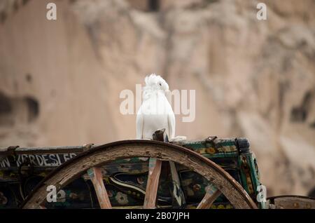 White Turtledove Special Stockfoto