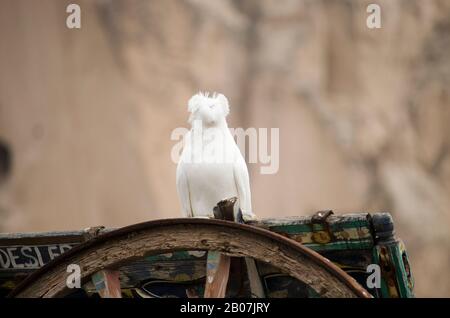 White Turtledove Special Stockfoto