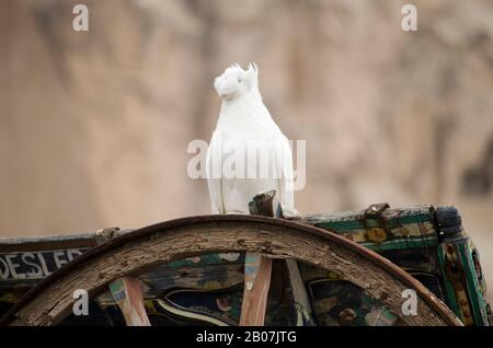 White Turtledove Special Stockfoto