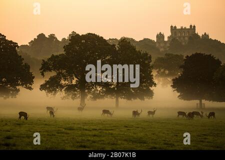 Wollaton Hall und Deer Park Nottingham, England, Großbritannien. Dramatische Landschaft des Herrenhauses bei nebeligem Sonnenaufgang mit Rotwild. Dinge, die Sie tun müssen Stockfoto