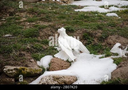 White Turtledove Special Stockfoto