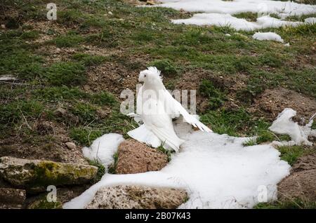 White Turtledove Special Stockfoto