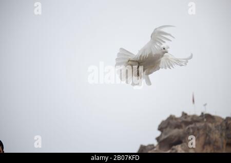 White Turtledove Special Stockfoto