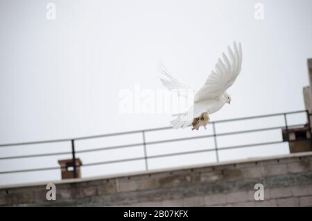 White Turtledove Special Stockfoto