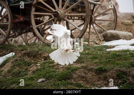 White Turtledove Special Stockfoto