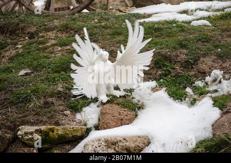 White Turtledove Special Stockfoto