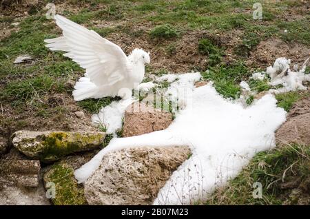 White Turtledove Special Stockfoto