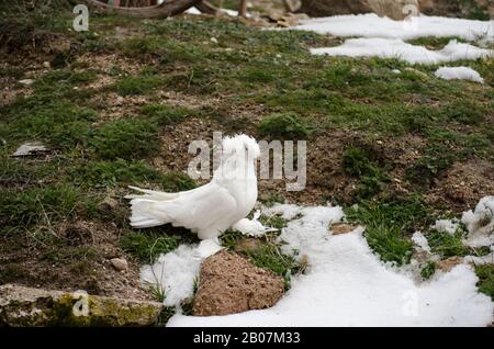 White Turtledove Special Stockfoto