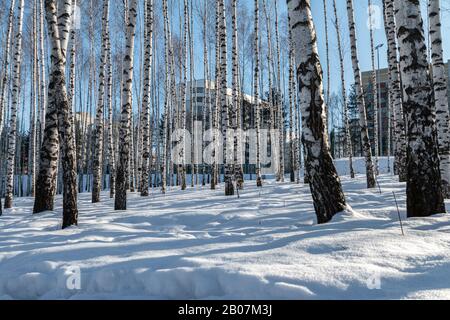 Winter-Kiefer-Tiefkühlwald, Park in der Stadt. Abstrahierte Schattenlinien auf dem Schnee. Ökologie und Umweltfotografie Stockfoto