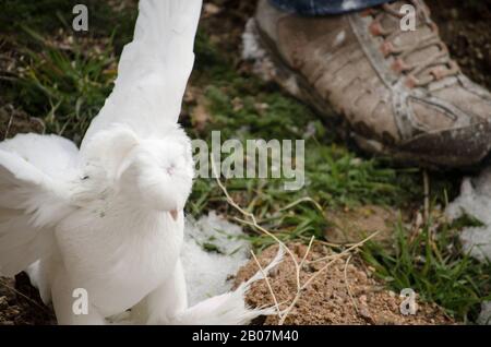 White Turtledove Special Stockfoto