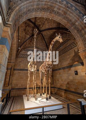 London, Großbritannien. Etwa Dezember 2019. Eine gefüllte Giraffe im Natural History Museum of London. Stockfoto