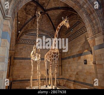 London, Großbritannien. Etwa Dezember 2019. Eine gefüllte Giraffe im Natural History Museum of London. Stockfoto