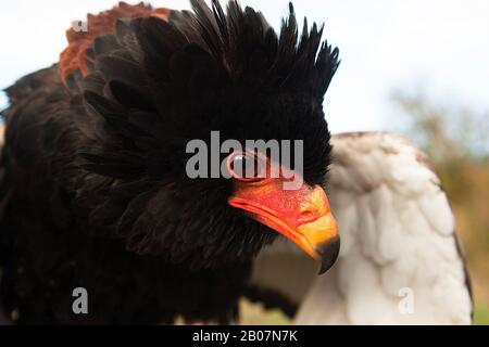 Bateleur Adler, Terathopius Ecaudatus, Porträt von Erwachsenen Stockfoto