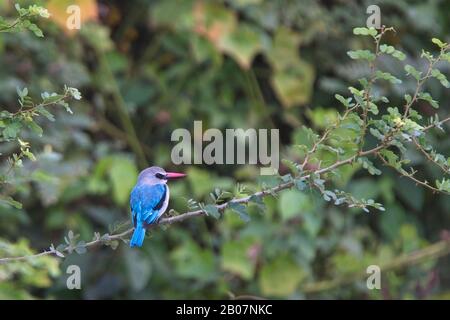 Waldland Kingfisher, (Halcyon senegalensis), liegt auf einem Zweig, Gambia. Stockfoto