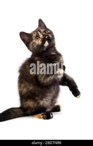 Black Tortoise-Shell British Kurzhair Domestic Cat, 2 Monate altes Kitten, das auf Hindbeinen vor weißem Hintergrund steht Stockfoto