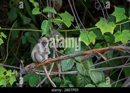 Grüner Affe (Chlorocebus sabaeus) Jugendliche saßen in einem Baum, Gambia. Stockfoto