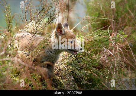 Rotfuchs Vulpes Vulpes, Cub, Normandie Stockfoto
