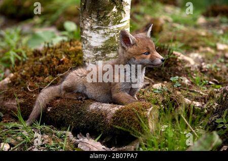 Rotfuchs Vulpes Vulpes, Cub, Normandie Stockfoto