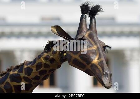 Elagin Park, Sankt Petersburg, Russland - 04. August 2018: Mechanische Giraffe im Hintergrund des Elagin Palace. Streetheater-Festival. Stockfoto