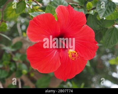 Hibiscus Blume wächst in Griechenland. Teil der Familie Mallow, Malvaceae. Stockfoto