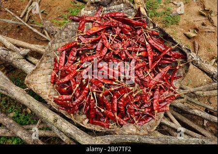 Sri Lanka, rote Paprika Stockfoto