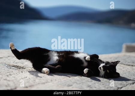 Schöne Katze am Strand in Budva Montenegro 2020 Februar Stockfoto