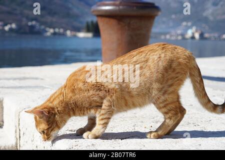 Schöne Katze am Strand in Budva Montenegro 2020 Februar Stockfoto