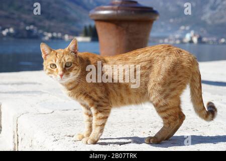 Schöne Katze am Strand in Budva Montenegro 2020 Februar Stockfoto