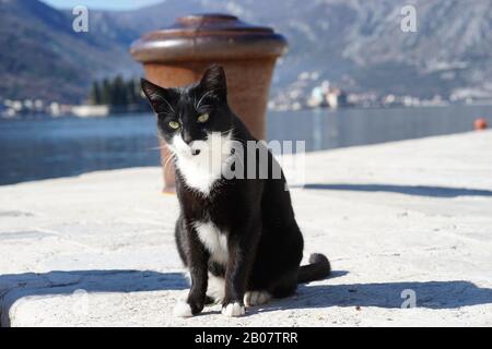 Schöne Katze am Strand in Budva Montenegro 2020 Februar Stockfoto