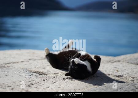 Schöne Katze am Strand in Budva Montenegro 2020 Februar Stockfoto