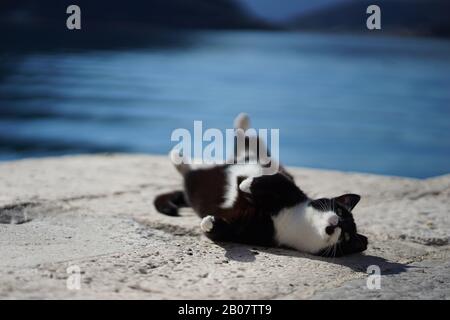 Schöne Katze am Strand in Budva Montenegro 2020 Februar Stockfoto