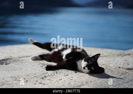 Schöne Katze am Strand in Budva Montenegro 2020 Februar Stockfoto