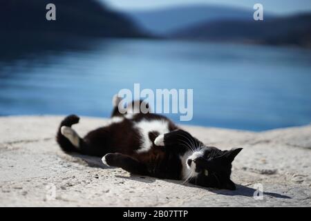 Schöne Katze am Strand in Budva Montenegro 2020 Februar Stockfoto