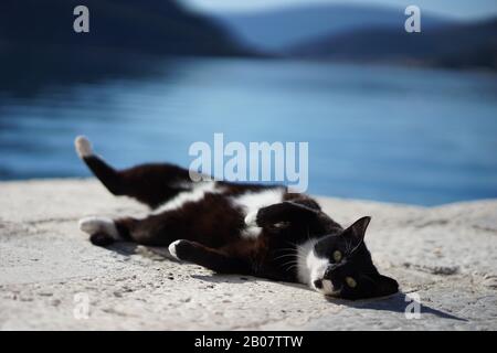 Schöne Katze am Strand in Budva Montenegro 2020 Februar Stockfoto