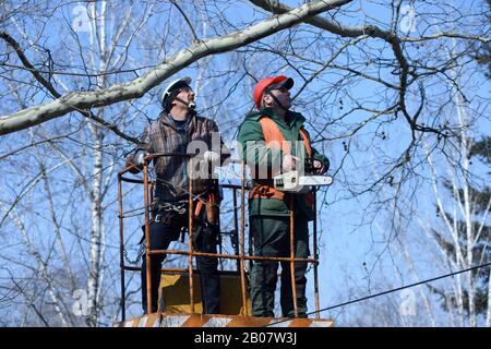 Arborists schneiden Äste eines Baumes mit Kettensäge mit LKW-Aufzügen. Februar 2020. Kiew, Ukraine Stockfoto