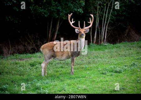 Barasingha Hirsch oder Sumpf Hirsch, Cervus Duvauceli, Männlich Stockfoto