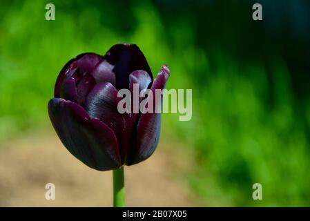 Nahaufnahme der dunkelvioletten Tulpe. Schöne Blume im Garten. Verschwommener Hintergrund. Stockfoto