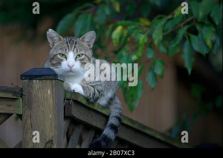 Graue Tabby Cat, die auf den Zaun gelegt wird Stockfoto