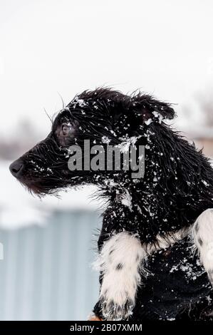 Ausdrucksstarkes Porträt eines süßen schwarzen Welpen mit traurigen Augen an einem schönen Wintertag vor dem Hintergrund des frischen, flauschigen Schnees auf dem Land. Stockfoto