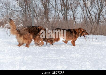 Große, niedliche und schöne rote Hunde spielen miteinander, laufen auf der schneebedeckten Fläche und genießen einen Spaziergang im Freien an einem schönen Wintertag Stockfoto