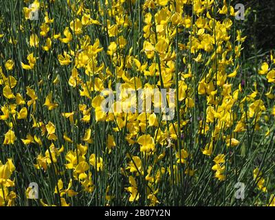 Lebhaft gelber spanischer Besen (Spartium juncheum), der in Arcadia, Peloponnes, Griechenland, blüht Stockfoto