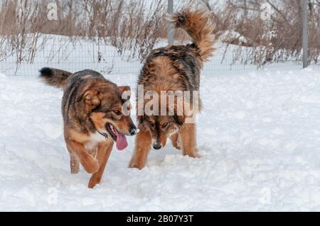 Zwei große schöne rote Hunde, die auf einer schneebedeckten Fläche spazieren gehen Stockfoto