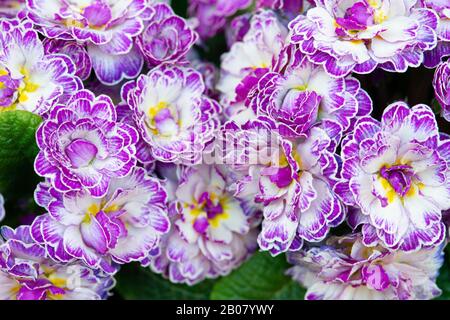 Primula Vugaris Belarina, Amethyst Ice Stockfoto