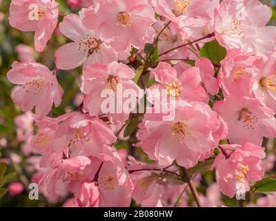 Nahaufnahme der farbenfrohen pinkfarbenen Pfirsichblüten am sonnigen Tag Stockfoto