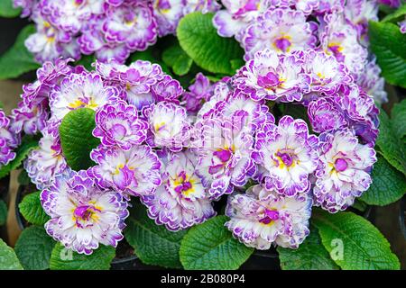 Primula Vugaris Belarina, Amethyst Ice Stockfoto