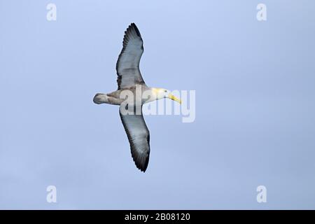 Galapagos-Albatros (Diomedea irrorata), Insel Espanola, Galapagos, Ecuador, Südamerika Stockfoto